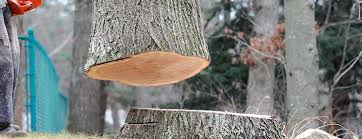 How Our Tree Care Process Works  in  Liberty Triangle, FL